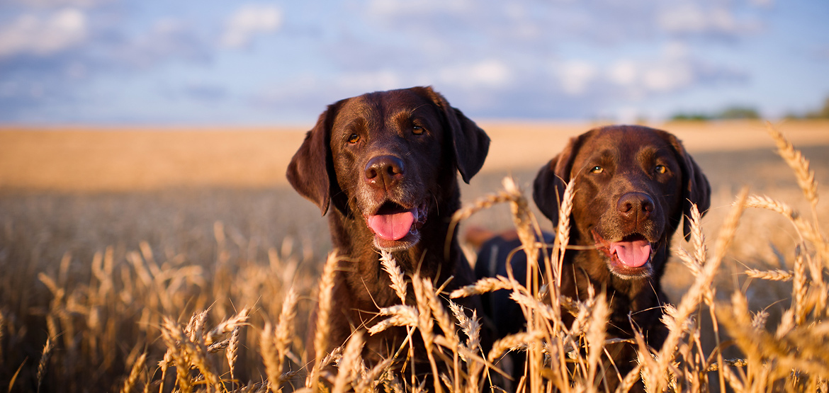 Image of two dogs in a field